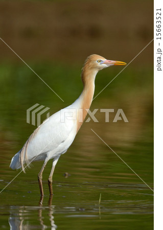 アマサギ アマサギ 15663521