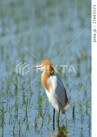 アマサギ 15663523