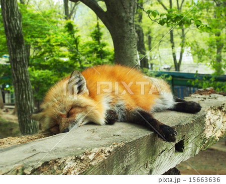 どんなとこでも眠れるコン♪(蔵王キツネ村にて) どんなとこでも眠れるコン♪(蔵王キツネ村にて) 15663636