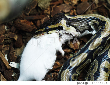 Python Royal python eating 15663703