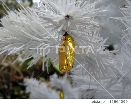 さなぎ さなぎ 15664090