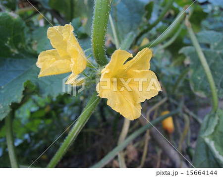 きゅうり 開花時の雄花 15664144