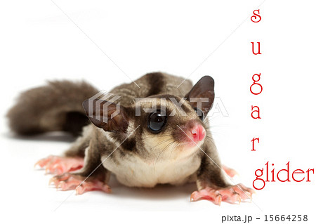 young sugar ,pretty little joey 15664258