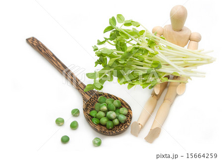 Green pea and snow pea sprouts on wooden model 15664259