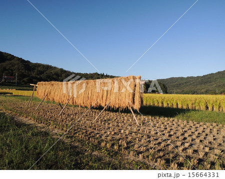 はさがけ はさがけ 15664331