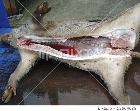 解体されたイノシシ 15664638