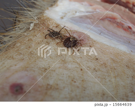 イノシシに寄生するマダニ イノシシに寄生するマダニ 15664639