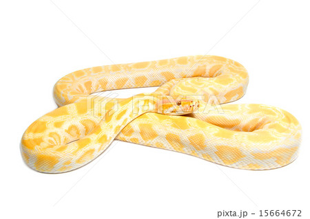 Gold Python,Abino snake 15664672