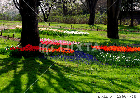 昭和記念公園のチューリップ 昭和記念公園のチューリップ 15664759