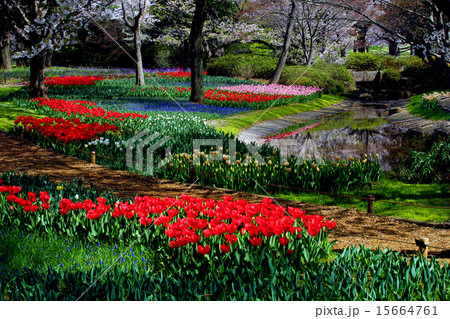 昭和記念公園のチューリップ 昭和記念公園のチューリップ 15664761