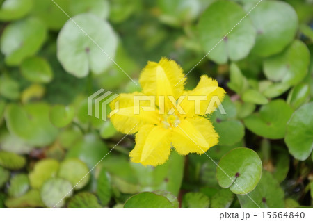 アサザの花 アサザの花 15664840