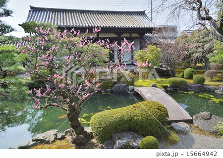 東寺 小子房 日本庭園 15664942