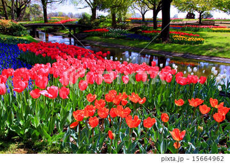 昭和記念公園のチューリップ 15664962