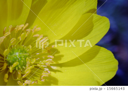 福寿草の花 福寿草の花 15665143