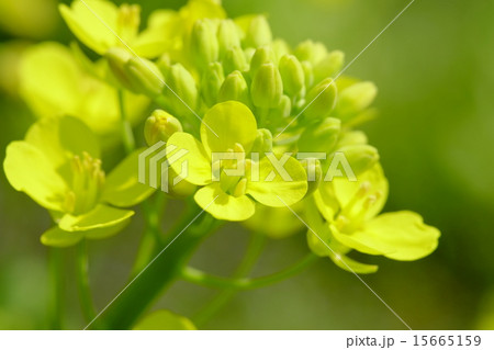 菜の花 菜の花 15665159