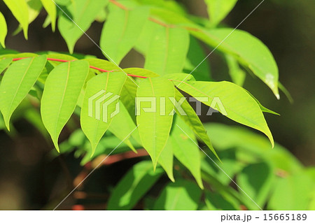うるしの葉 15665189