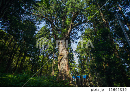 石山の大杉　山形県 15665356