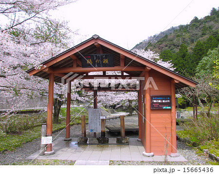 日本名水百選「鵜の瀬（うのせ）」の桜 15665436