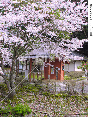 日本名水百選「鵜の瀬（うのせ）」の桜 15665440