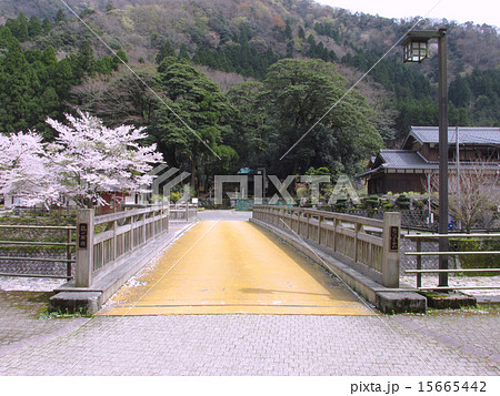 日本名水百選「鵜の瀬（うのせ）」の桜 15665442