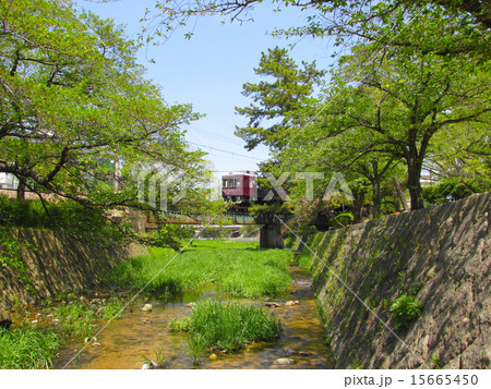 夙川の新緑 夙川の新緑 15665450