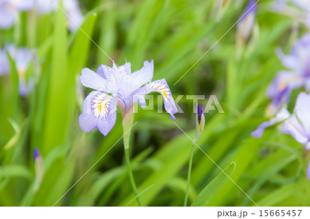 花かつみ 15665457