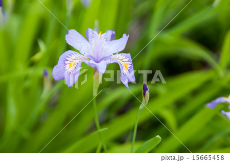 花かつみ 花かつみ 15665458