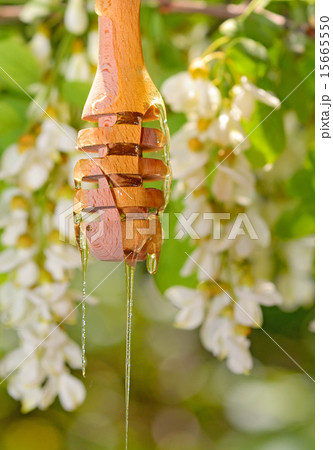 robinia honey with acacia blossoms 15665550