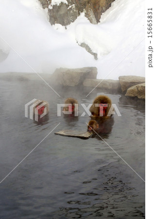 温泉に入る猿 15665831