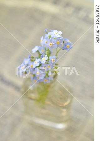 瓶に挿した忘れな草 15665927