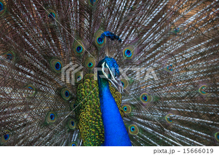 indian peacock fantail feather indian peacock fantail feather 15666019