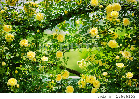 黄薔薇壁面仕立て 15666155