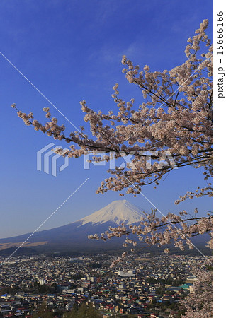 富士山と桜と俯瞰市街風景　 15666166