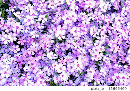 花絨毯の写真素材
