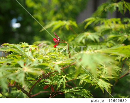 楓（舞孔雀）の新葉と種 15666689