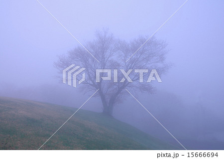 霧の中の桜 15666694