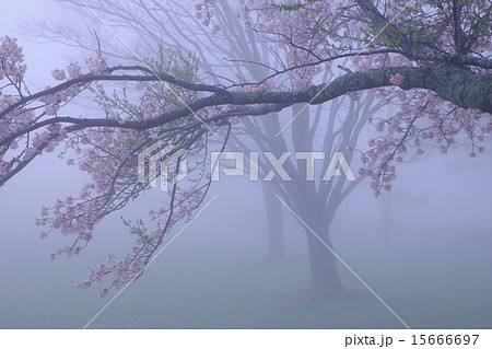 霧の中の桜 霧の中の桜 15666697