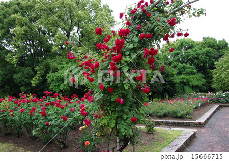 ばらのアーチ 15666715