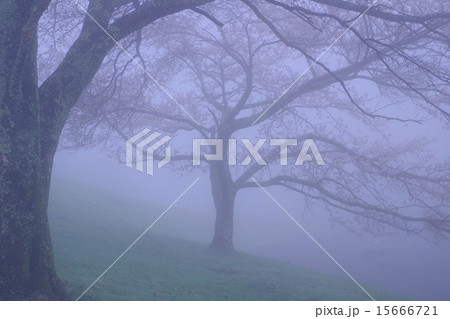 霧の中の桜 15666721
