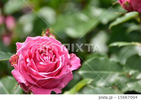 薔薇 15667004