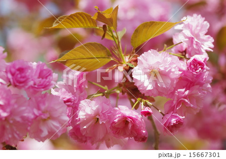 桜　関山 15667301