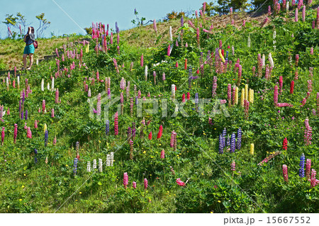 ルピナスの丘 ルピナスの丘 15667552