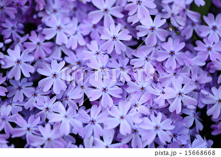 白紫の小花の写真素材 白紫の小花の写真素材