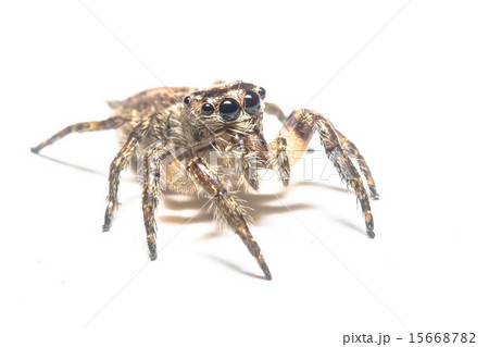 Jumping Spider Jumping Spider 15668782