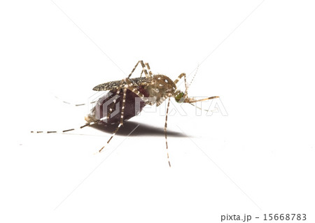 mosquito mosquito 15668783