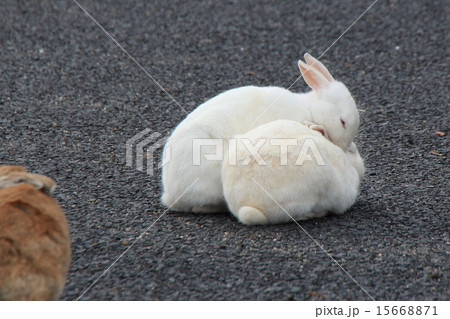 寒いためか一か所に集まる大久野島ウサギの写真素材