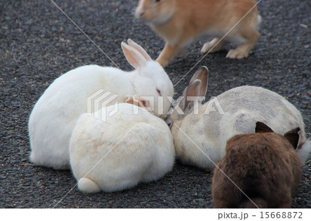 寒いためか一か所に集まる大久野島ウサギの写真素材 [15668872] - PIXTA