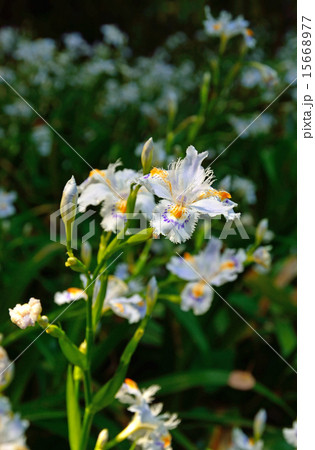 清澄庭園：シャガ群生　アヤメ科 15668977