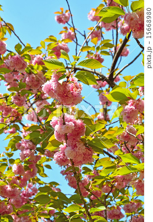 清澄庭園：ヤエザクラ 15668980