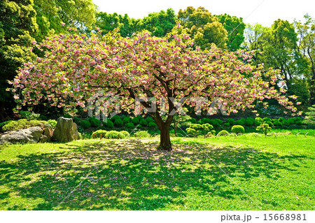 清澄庭園：ヤエザクラ 15668981